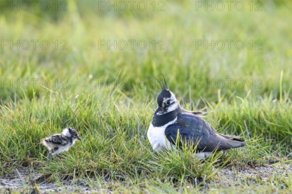 A lapwing (Vanellus vanellus) with its chick in down plumage in the tall grass of a wet meadow, Dümmer nature park Park, Lower Saxony, Germany
