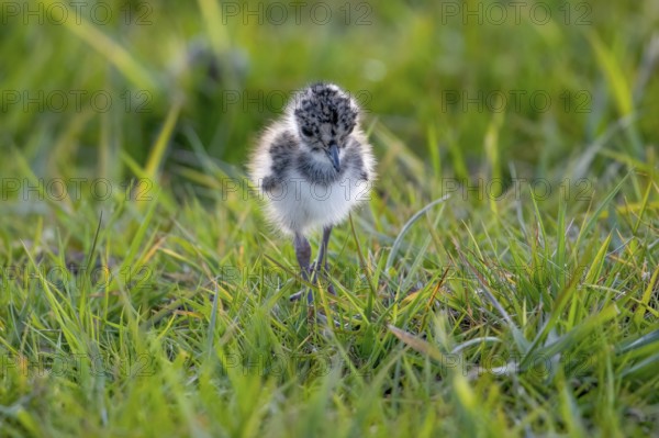 A lapwing chick (Vanellus vanellus) in down plumage in the tall grass runs curiously through a wet meadow, peaceful and natural scene, Dümmer nature park Park, Lower Saxony, Germany