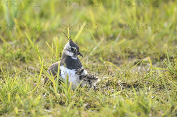 A lapwing (Vanellus vanellus) with its chick in down plumage in the tall grass of a wet meadow, peaceful and natural scene, Dümmer nature park Park, Lower Saxony, Germany