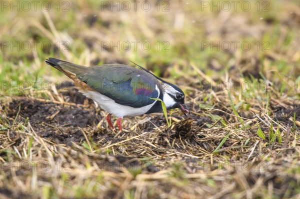 A lapwing (Vanellus vanellus) searches curiously for food in the grass, the colours are striking, Dümmer nature park Park, Lower Saxony, Germany