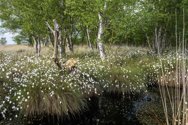 Birch trees and blooming cotton grass surround a small pond in a peaceful moor landscape, with white fruiting cotton grass and thick birches in the background, Restored Peatland, Neustädter Moor, Lower Saxony, Germany