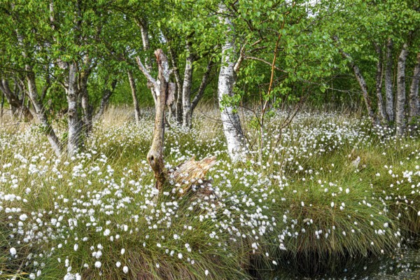Moorland landscape with white fruiting cotton grass and thick birches in the background, Renaturerte Abtorfungsgebiet, Neustädter Moor, Lower Saxony, Germany