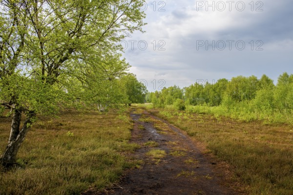 A narrow, wet path leads through a green high-moor landscape with fresh birches with cloudy skies, Restored Peat Area, Neustädter Moor, Lower Saxony, Germany
