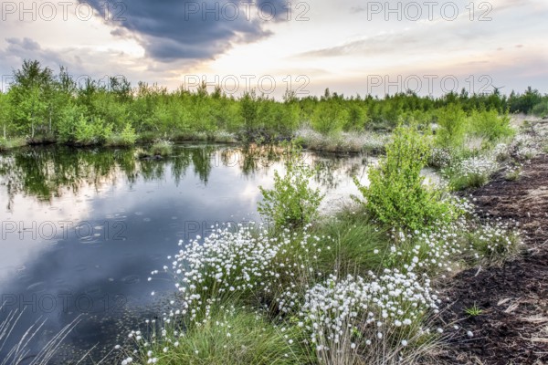 Moor landscape with white fruiting cotton grass and a small moor lake bog eye in a restored peeling area, image radiates vastness and openness, Restored peeling area, Rhedener Geestmoor, Lower Saxony, Germany