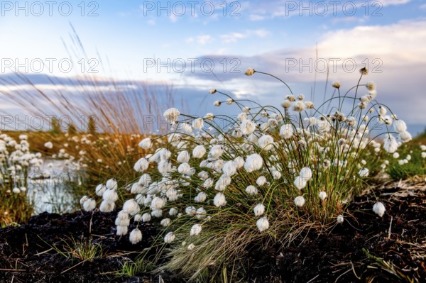 Moorland landscape with white fruiting cotton grass, image radiates vastness and openness, Restored Peatland, Rhedener Geestmoor, Lower Saxony, Germany