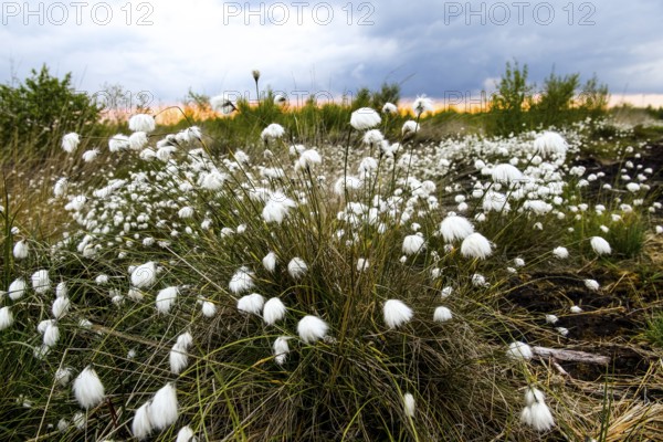 White fruiting sheath cottongrass (Eriophorum vaginatum), picture radiates vastness and openness, renaturalised peatland, Rhedener Geestmoor, Lower Saxony, Germany