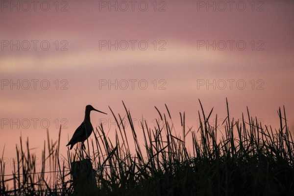A black-tailed godwit (Limosa limosa) sitting on a post in tall grass against a pink sky at sunset, Dümmer nature park Park, Lower Saxony, Germany, One bird