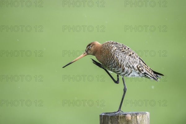Black-tailed godwit (Limosa limosa) scratching itself, drops form a picturesque backdrop, Dümmer nature park Park, Lower Saxony, Germany