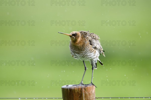 Black-tailed godwit (Limosa limosa) shakes on a pole in the rain, drops form a picturesque backdrop, Dümmer nature park Park, Lower Saxony, Germany