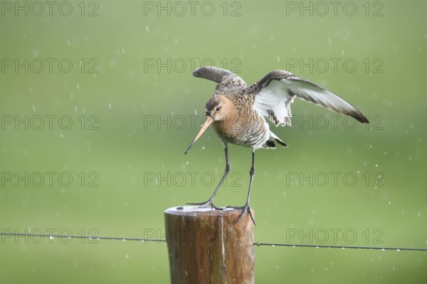 Black-tailed godwit (Limosa limosa) standing on a pole in the rain with wings outstretched, drops form a picturesque backdrop, Dümmer nature park Park, Lower Saxony, Germany