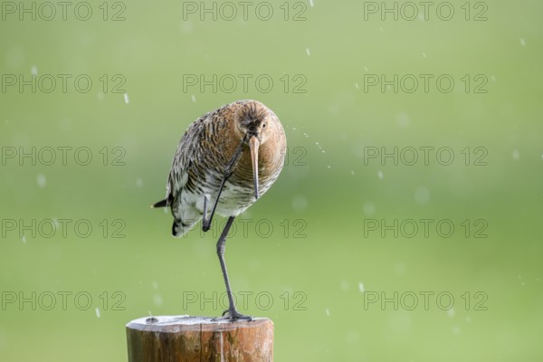 Black-tailed godwit (Limosa limosa) stands on a pole in the rain and scratches itself, drops form a picturesque backdrop, Dümmer nature park Park, Lower Saxony, Germany