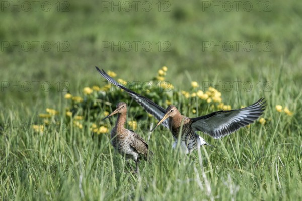 Two black-tailed godwits (Limosa limosa) in front of mating on a wet meadow, Dümmer nature park Park, Lower Saxony, Germany