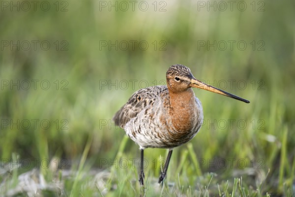 A black-tailed godwit (Limosa limosa) stands upright in a green meadow and observes its surroundings, Dümmer nature park Park, Lower Saxony, Germany