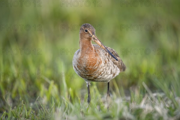 A black-tailed godwit (Limosa limosa) stands on a green meadow and looks into the camera, Dümmer nature park Park, Lower Saxony, Germany