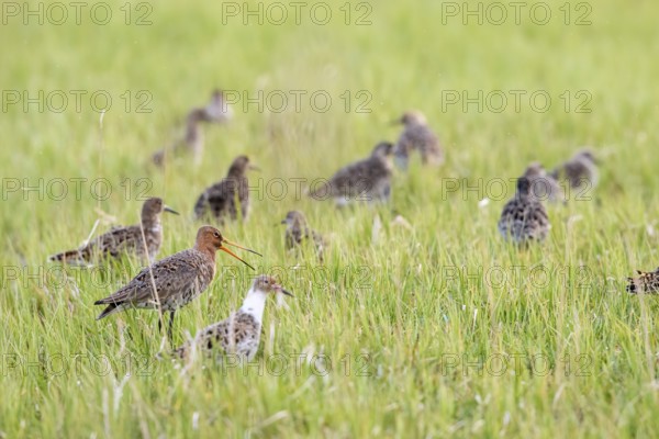 A black-tailed godwit (Limosa limosa) stands calling in a damp meadow amidst a flock of ruffs (Calidris pugnax), Dümmer nature park Park, Lower Saxony, Germany