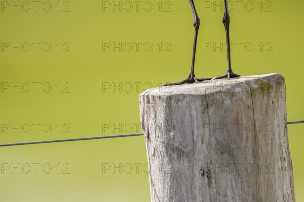 A black-tailed godwit (Limosa limosa) sits on a fence post, only the legs are visible against a calm green background, Dümmer nature park Park, Lower Saxony, Germany