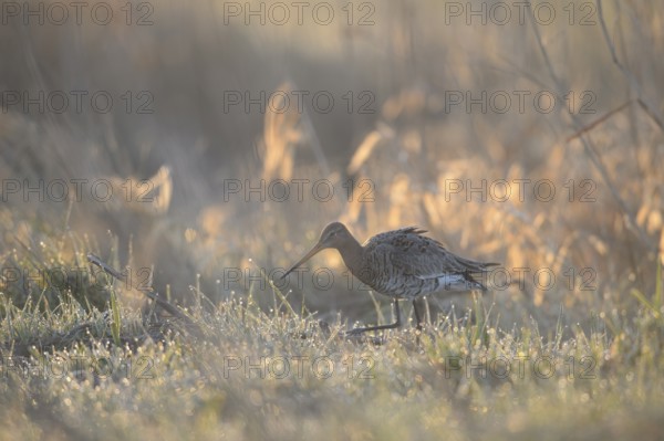 A black-tailed godwit (Limosa limosa) searches for food on a wet meadow in dusky light, Dümmer nature park Park, Lower Saxony, Germany