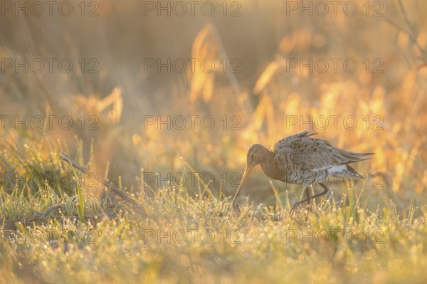 A black-tailed godwit (Limosa limosa) searches for food on a wet meadow in a dewy golden light, Dümmer nature park Park, Lower Saxony, Germany