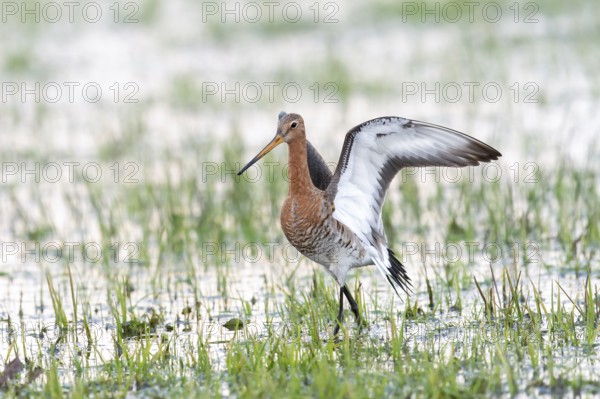 A black-tailed godwit (Limosa limosa) spreads its wings in a marshy landscape, Dümmer nature park Park, Lower Saxony, Germany