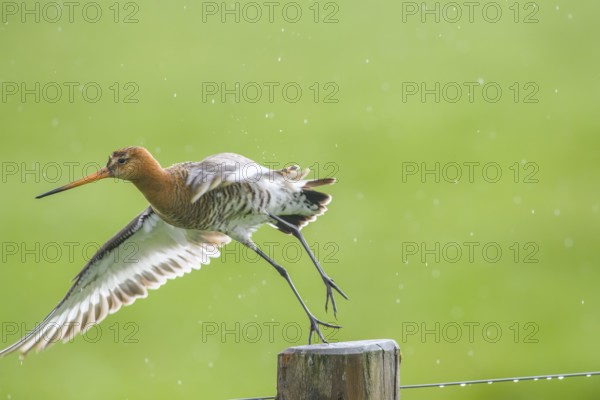 Black-tailed godwit (Limosa limosa) flies off a post in the rain, drops form a picturesque backdrop, Dümmer nature park Park, Lower Saxony, Germany