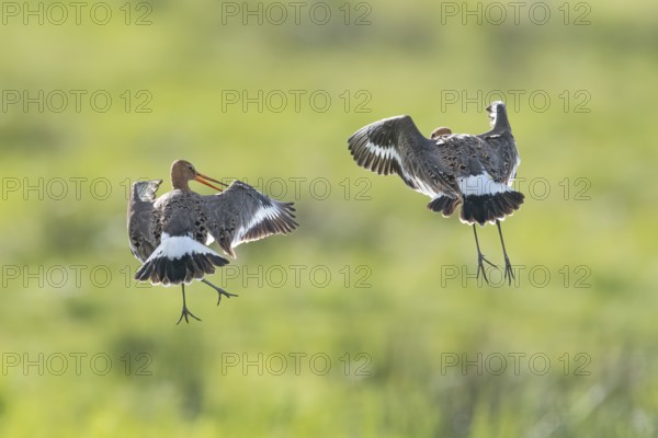 Two black-tailed godwits (Limosa limosa) in a wild territorial fight on a wet meadow, Dümmer nature park Park, Lower Saxony, Germany