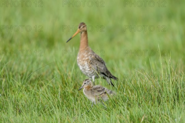Black-tailed godwit (Limosa limosa) with chicks in tall grass, Dümmer nature park Park, Lower Saxony, Germany