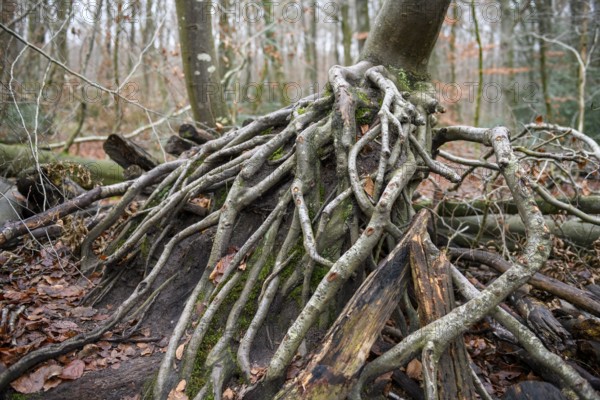 Fallen tree with exposed roots in autumn forest surrounded by leaves and moss, Hasbruch, Lower Saxony, Germany