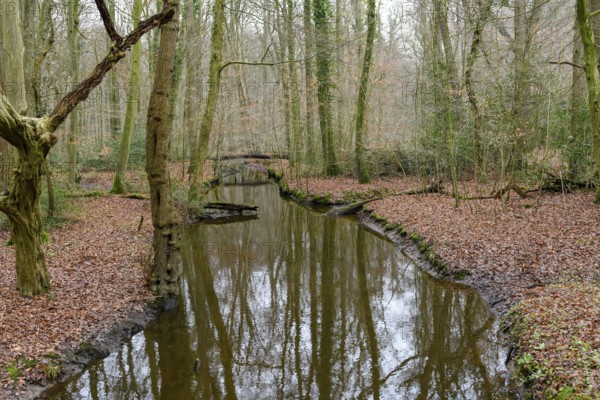 Small stream flows through a bare forest with brown leaves and quiet ambiance, Hasbruch, Lower Saxony, Germany
