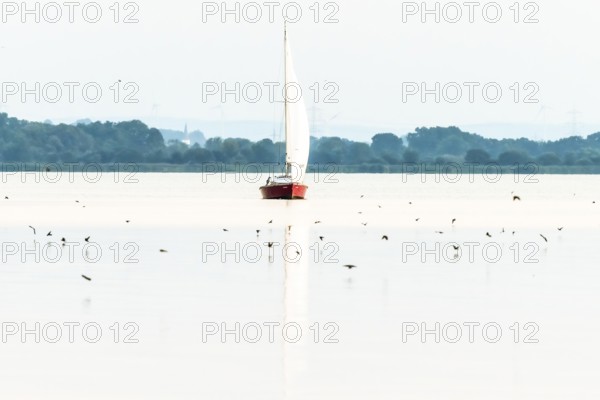 Lonely sailboat on quiet Dümmer Lake surrounded by birds, soft light and peaceful atmosphere, Lembruch, Dümmer See, Lower Saxony, Germany