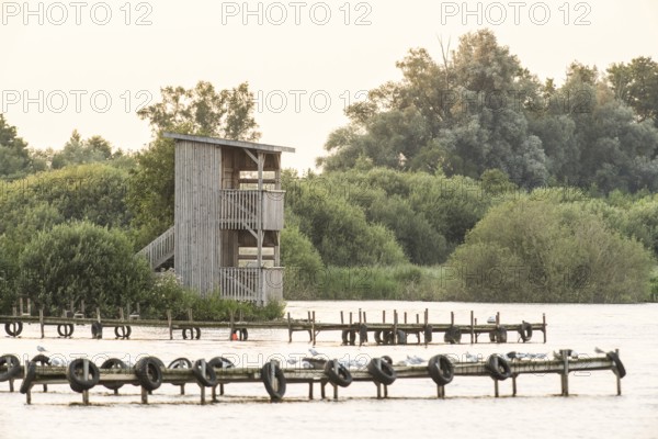 Observation tower at Olgahafen der Dümmer See Wooden tower on the water surrounded by trees, Dümmerlohausen, Damme, Lower Saxony, Germany