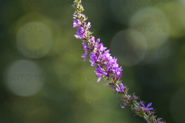 Purple loosestrife (Lythrum salicaria) with blurred background, Lake Dümmer, Lower Saxony, Germany