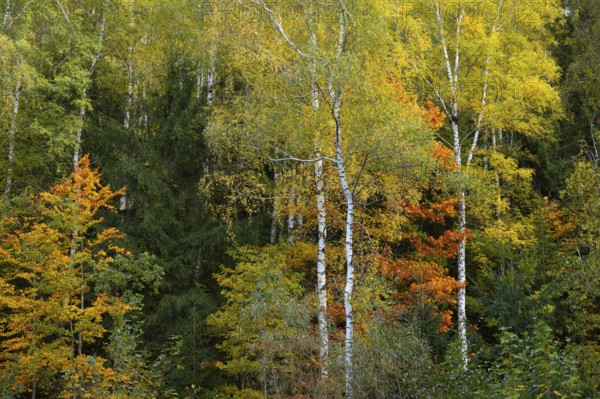 Autumn forest at Granestausee in the Harz Mountains, Granestausee, Goslar, Lower Saxony, Germany