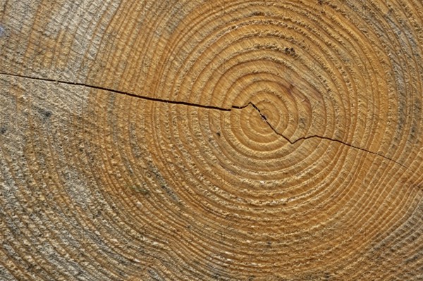 Annual rings of a tree, Goslar, Lower Saxony, Germany