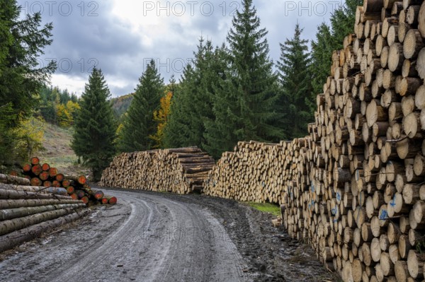 Logging in the Harz Mountains, Goslar, forest work, Lower Saxony, Germany