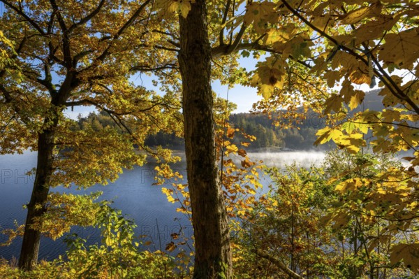 Autumn forest at Innerstestausee in the Harz Mountains, Innerstestausee, Goslar, Lower Saxony, Germany