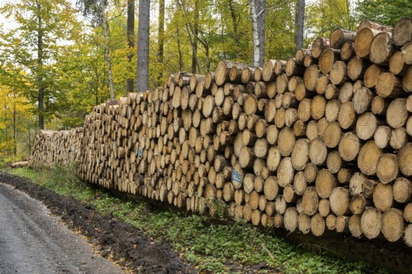 Logging in the Harz Mountains, forest work, Goslar, Lower Saxony, Germany