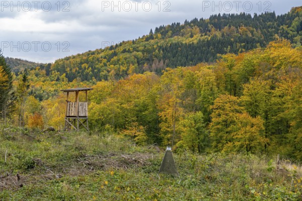 Hochsitz and bark beetle fall in autumn Harz, forest, Goslar, Lower Saxony, Germany