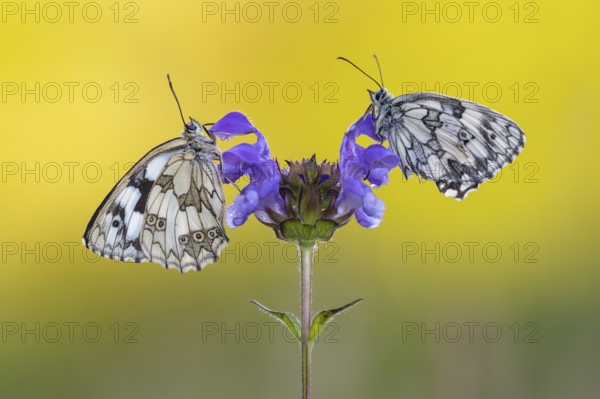 Checkerspot butterfly (Melanargia galathea) on Large Self-heal (Prunella grandiflora), Bad Münstereifel, North Rhine-Westphalia, Germany