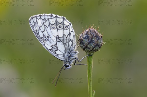 Checkerspot butterfly (Melanargia galathea), Bad Münstereifel, North Rhine-Westphalia, Germany
