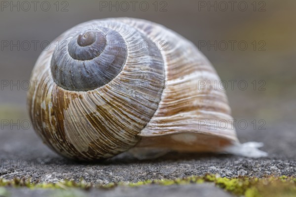 Vineyard snail (Helix pomatia), Bad Münstereifel, North Rhine-Westphalia, Germany