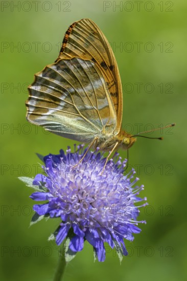Emperor Cloak (Argynnis paphia), butterfly, Blankenheim, North Rhine-Westphalia, Germany