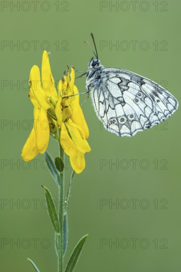 Checkerspot butterfly (Melanargia galathea) on gorse (Genista tinctoria), Bad Münstereifel, North Rhine-Westphalia, Germany