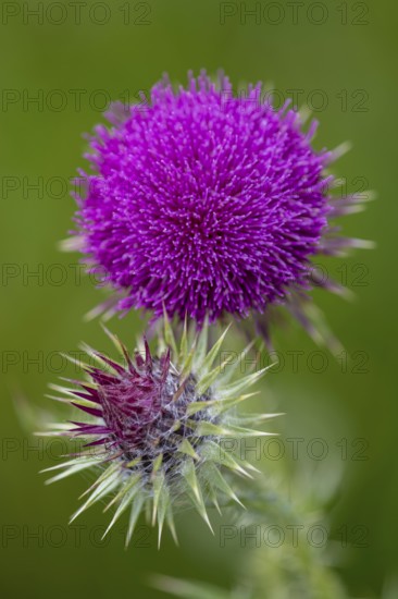 Musk Thistle (Carduus nutans), Bad Münstereifel, North Rhine-Westphalia, Germany