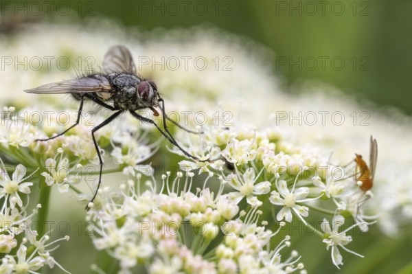 Schröter caterpillar fly (Dinera ferina), Blankenheim, North Rhine-Westphalia, Germany
