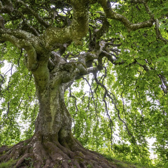 Süntel beech (Fagus sylvatica var. suentelensis), Blankenheim, North Rhine-Westphalia, Germany