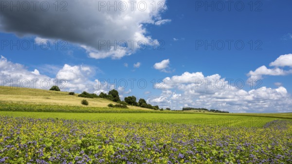 Summer landscape in the Eifel, Blankenheim, North Rhine-Westphalia, Germany