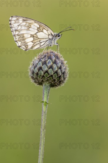 Checkerspot butterfly (Melanargia galathea), Bad Münstereifel, North Rhine-Westphalia, Germany