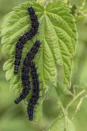 Peacock butterfly (Aglais io, syn.: Inachis io, Nymphalis io), caterpillar feeding on a nettle leaf, Blankenheim, North Rhine-Westphalia, Germany