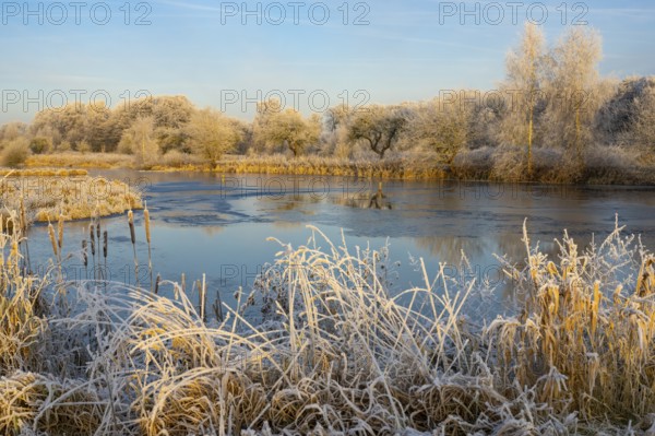 Winter hoarfrost at Ahlhorn fish ponds, Ahlhorn fish ponds, Ahlhorn, Lower Saxony, Germany