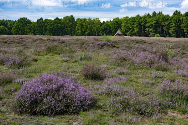 Pestruper Gräberfeld zur Heideblüte, Wildeshausen, Lower Saxony, Germany